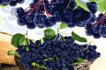 High-Quality-50-Seeds-Pack-Annual-Fruit-and-Vegetable-Seeds-Aronia-Viking-DIY-Home-Garden-Bonsai